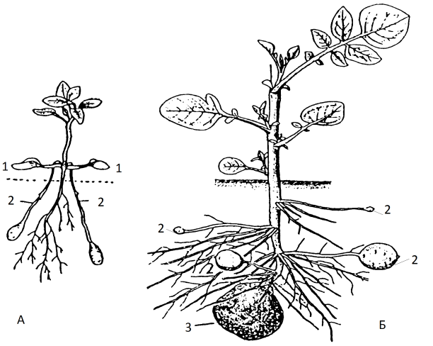 картофель корневая система
